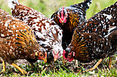Schwedische Blumenhühner im Gras, Hühner, Tiere, Landwirtschaft