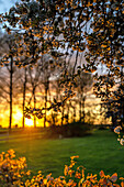 Kirschblüte im Abendlicht im Garten auf dem Lande, Bluete, Garten, Sonnenuntergang