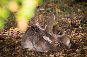 Sleeping fallow deer in the rutting season, game, forest, hunting, rutting