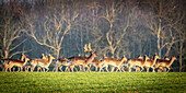 Fallow deer herd in Ostholstein, fallow deer, Ostholstein, Schleswig-Holstein, Germany