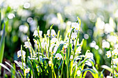Märzbecher im Sonnenlicht mit Bokeh, Fruehblueher, Blumen, Wald, Garten