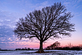Oak tree in wintry dawn, Ostholstein, Schleswig-Holstein, Germany