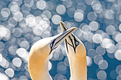 Basstölpel beim Schnäbeln mit Lichtreflektionen im Hintergrund, Helgoland, Vogelfelsen, Vögel, Insel, Schleswig-Holstein, Deutschland