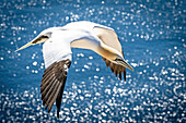 Basstölpel im Flug mit Lichtreflektionen im Hintergrund, Helgoland, Vogelfelsen, Vögel, Insel, Schleswig-Holstein, Deutschland
