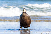 Eider drake in the spuel fringe of the North Sea, Helgoland, Voegel, Insel, Schleswig-Holstein, Germany