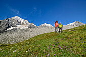 Man and woman hiking across meadow, Königspitze, Zebru and Ortler in the background, Ortler Group, Ortler, Stelvio National Park, South Tyrol, Italy