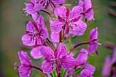 Pink blühendes schmalblättriges Weidenröschen, Epilobium angustifolium, Feuerkraut, Nationalpark Vanoise, Vanoise, Savoyen, Frankreich