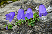 Bluebells growing in rock crevice, Campanula alpina, Vanoise National Park, Vanoise, Savoy, France