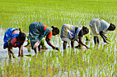 Frauen beim Reisanbau, Südindien