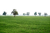 Reisfelder, Govardhan, Indien