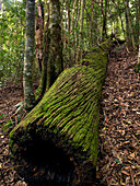 Mt Wilson rainforest, Blue Mountains, NSW, Australia