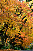 Japanische Ahorne und Nebel, Herbst, Mt. Wilson, Blue Mountains, NSW, Australien