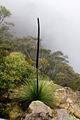 Grasbaum, Xanthorrea im Nebel, Wentworth Falls, Blue Mountains National Park