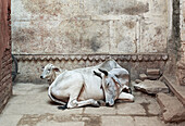 Kühe, Varanasi, Indien