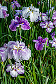 Japanese iris flowers, Maekawa Iris festival, Itako City, Japan