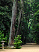 Kashima Jingu alter Zedernwaldspaziergang mit Steinlaterne, Kashima Jingu, Japan