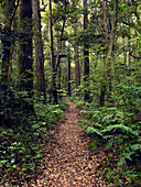 Kashima Jingu old cedar forest, Kashima Jingu, Japan