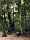 Kashima Jingu alter Zedernwald, Kashima Jingu, Japan