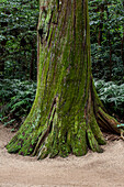 Kashima Jingu old cedar forest, Kashima Jingu, Japan