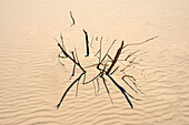 Sanddüne und tote Äste, Royal National Park, NSW, Australien