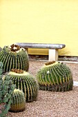 Golden Barrel Cactus Echinocactus grusonii, Reverie garden, Sydney