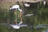 Ein Gelbschnabelstörche, Mycteria ibis, fischt nach Fröschen