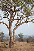 Ein Leopard springt auf einen Ast in einem Baum, um seine Beute zu erreichen