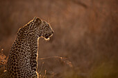 A leopard sits in soft sunset light, backlit