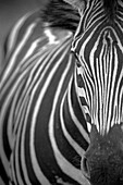 A zebra, Equus quagga