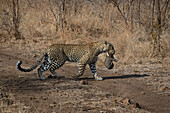 Ein Leopard, Panthera Pardus, trägt ihr Junges im Maul, als sie eine Straße überquert