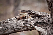 A tree squirrel, Paraxerus cepapi, peers out between a broken branch