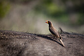Yellow Billed Oxpecker, Buphagus africanus, sitzt auf dem Rücken eines Büffels