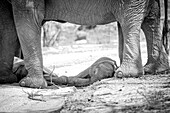 An elephant calf, Loxodonta africana, lies beneath its mother's legs