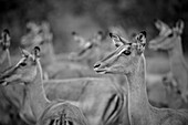 Herd of impala, Aepyceros melampus, stand with their heads up