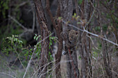 Ein Leopardenjunges, Panthera pardus, hängt an einem Baumstamm