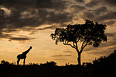 Eine Silhouette einer Giraffe und eines Baumes, Giraffa Plancius giraffa, bei Sonnenuntergang