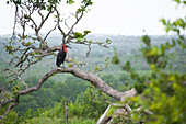 Ground Hornbill, Bucorvus leadbeateri, sits on a branch