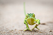 Flap Necked Chameleon, Chamaeleo dilepis, walking