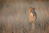 A cheetah, Acinonyx jubatus, walks through long dry grass