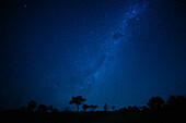 Silhouette von Bäumen unter der Milchstraße in der Nacht