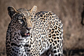 A leopard, Panthera pardus, stands in the sun, looking out of frame