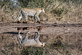 Ein Leopard, Panthera Pardus, geht an einem Wasserloch vorbei, Spiegelbild im Wasser