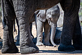 Ein Elefantenkalb, Loxodonta Africana, steht unter den Beinen eines Erwachsenen
