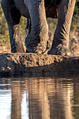 Die Beine eines Elefanten, Loxodonta Africana, nähern sich einem Wasserloch