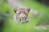 A leopard, Panthera pardus through greenery
