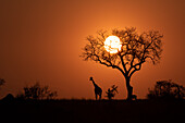 A silhouette of a giraffe at sunset