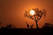 Eine Silhouette einer Giraffe bei Sonnenuntergang