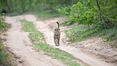 A male leopard, Panthera pardus, walks along a two track, tail up