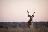 Ein männlicher Kudu, Tragelaphus Strepsiceros im Gras bei Sonnenuntergang