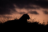 A silhouette of a leopard, Panthera pardus on a termite mound